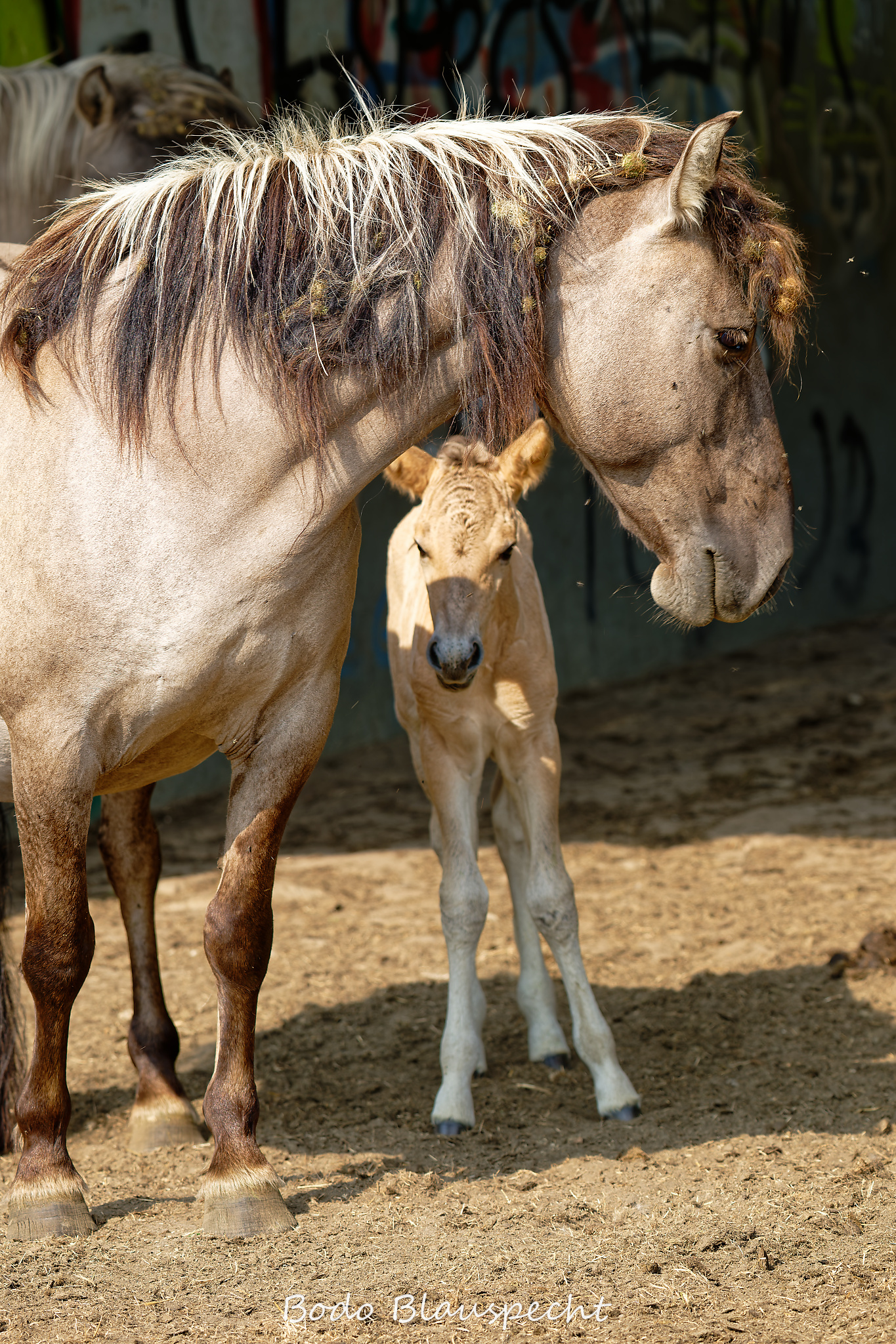 Konik Steveraue  2026.07.30 10.26 27 WEB